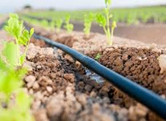 Drip Irrigation